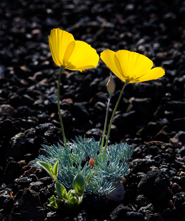 Eschscholzia glyptosperma 16-6450.jpg